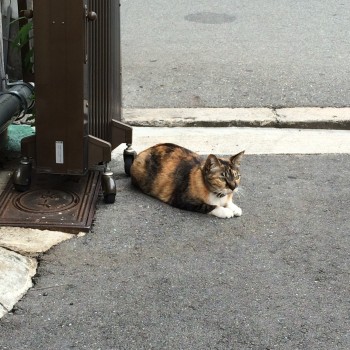 はるみさん